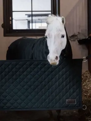 Kentucky Stable Guard with Logo