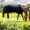 Aloga Fleece Blanket Horse