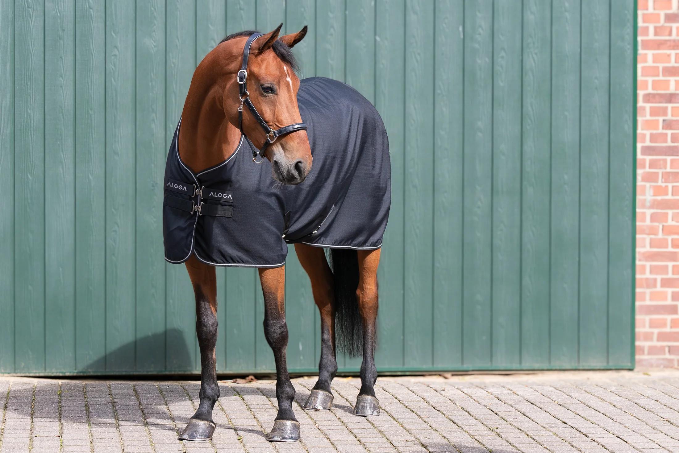 Aloga Pro Stable Blanket 0G - Including Custom Embroidery