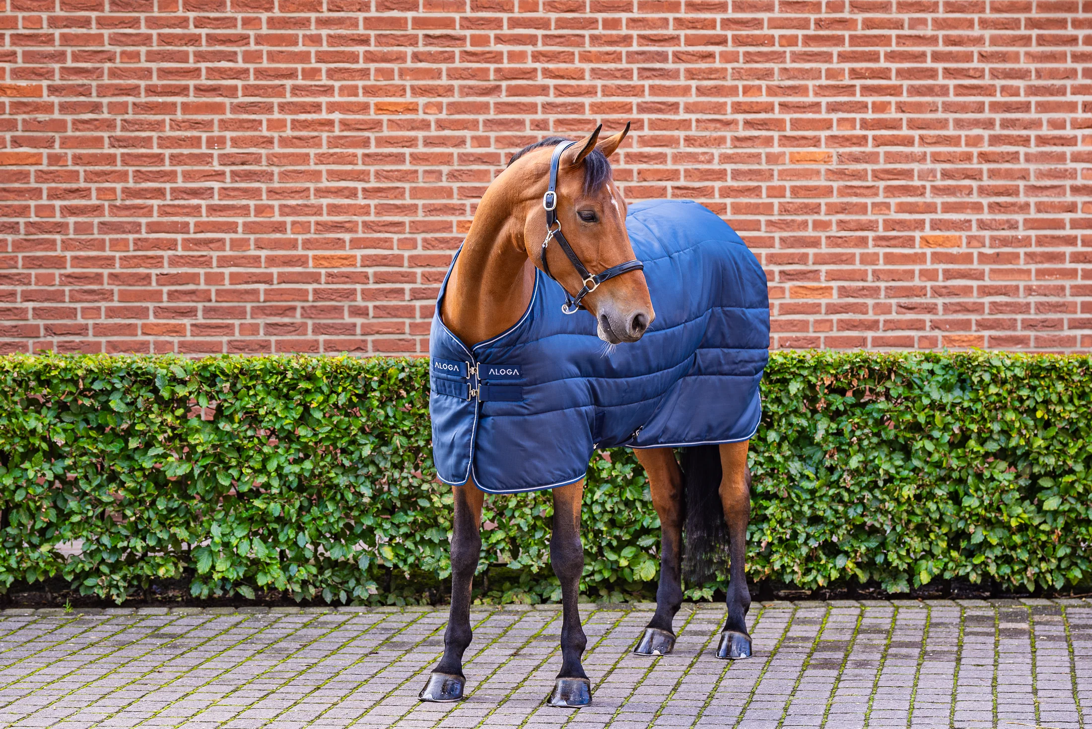 Aloga Stable Blanket 150G - Including Custom Embroidery