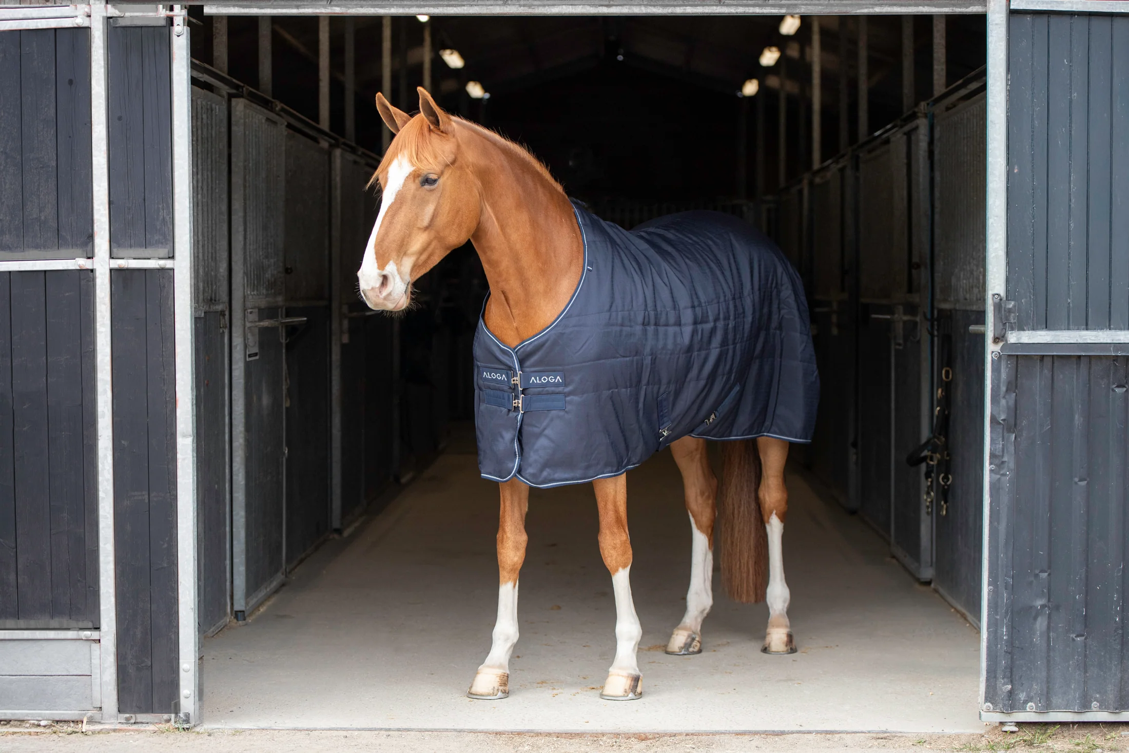 Aloga Pro Stable Blanket 100G + Hood - Including Custom Embroidery