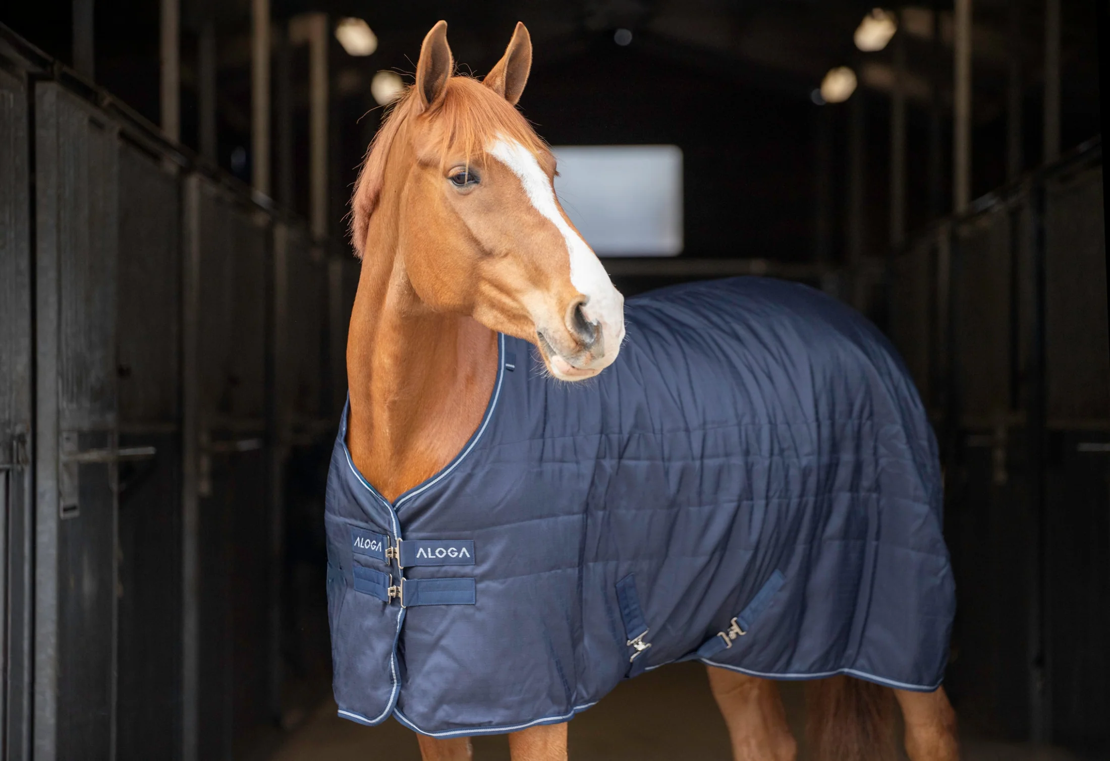 Aloga Pro Stable Blanket 100G + Hood - Including Custom Embroidery